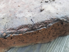 Microplana terrestris