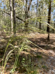 Piptochaetium avenaceum