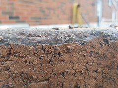 Microplana terrestris