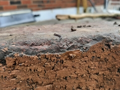 Microplana terrestris