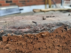 Microplana terrestris