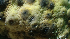 Stichopus
