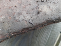 Microplana terrestris