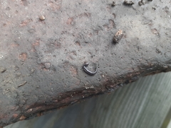 Microplana terrestris