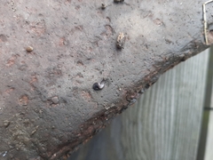 Microplana terrestris