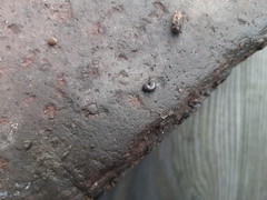 Microplana terrestris