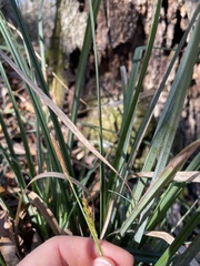 Image of Carex baltzellii