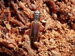 Dendrophagus crenatus