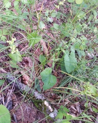 Platanthera maximowicziana