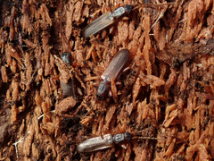 Dendrophagus crenatus