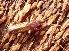 Dendrophagus crenatus