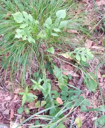 Saussurea maximowiczii, photograph 4