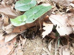 Asarum tamaense