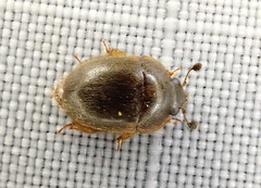 Amphicrossus ciliatus