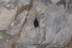 Peropteryx