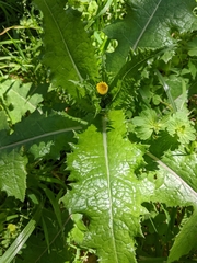 Sonchus asper
