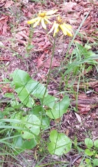 Ligularia calthifolia