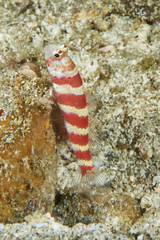 Amblyeleotris wheeleri