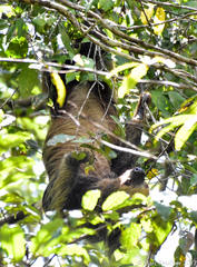 Choloepus didactylus