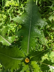 Sonchus asper