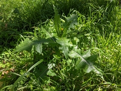 Sonchus asper