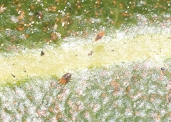 Oligonychus punicae