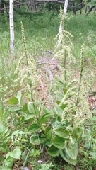 Veratrum dahuricum