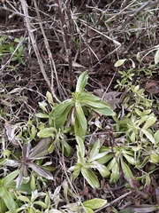 Anaphalioides trinervis