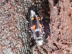 Glischrochilus quadripunctatus