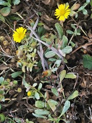 Grindelia stricta stricta