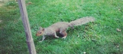 Sciurus carolinensis