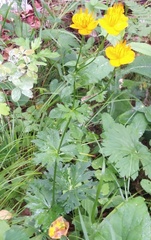 Trollius chinensis