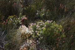 Serruria pedunculata