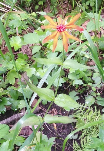 Silene fulgens iNat (1)