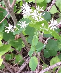 Thalictrum tuberiferum
