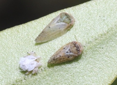 Euphyllura olivina