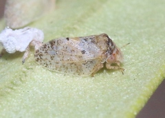 Euphyllura olivina
