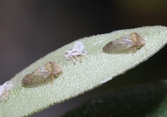 Euphyllura olivina