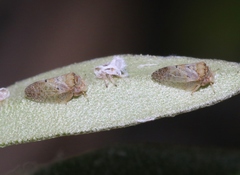 Euphyllura olivina