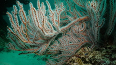 Subergorgia suberosa