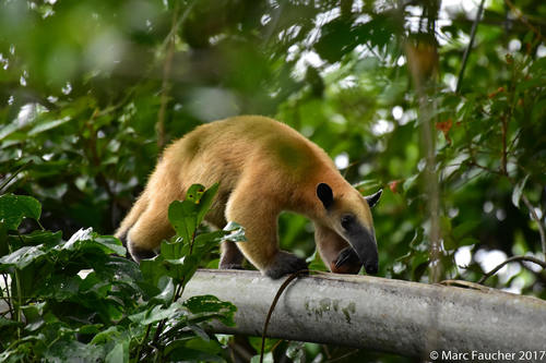 Southern Tamandua, photo 7 of 9