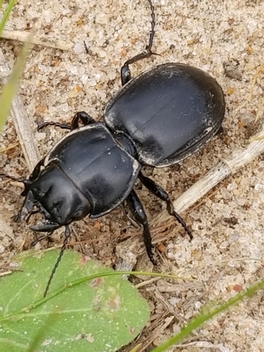 Pasimachus duplicatus