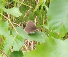 Aphantopus hyperantus