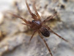 Apostenus fuscus