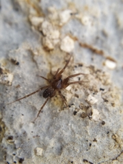 Apostenus fuscus