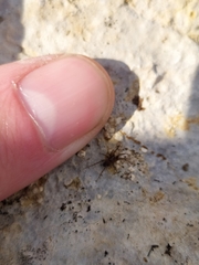 Apostenus fuscus