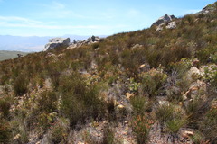 Serruria pedunculata