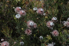 Serruria pedunculata