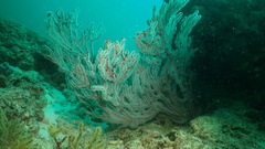 Subergorgia suberosa