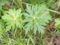 Anemonastrum crinitum